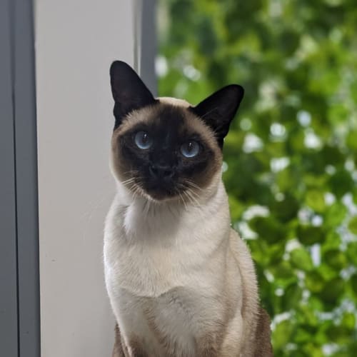 🍂 Mr Meowgi F02776 🍂