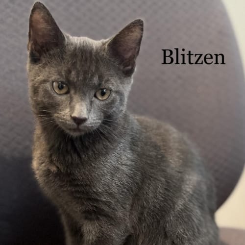 Blitzen