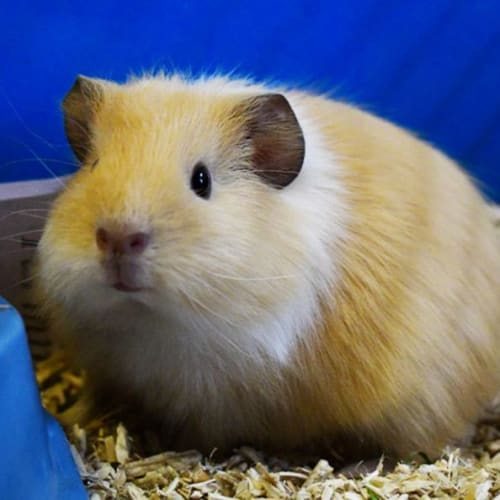 Piggy Azalea