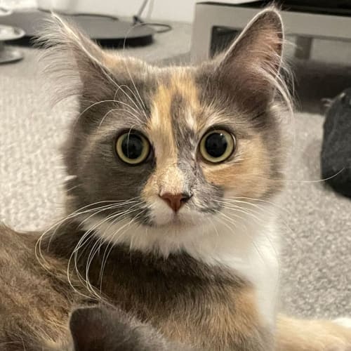 Fiona - Located in Northcote