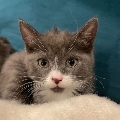 Gwen - Located in Northcote