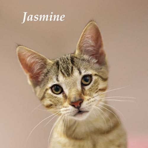 Jasmine