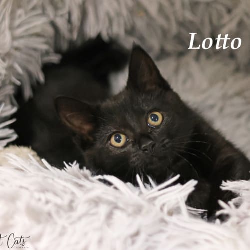 Lotto