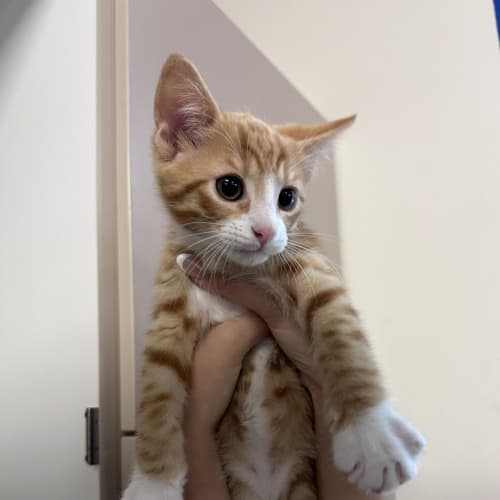 Cinnamon