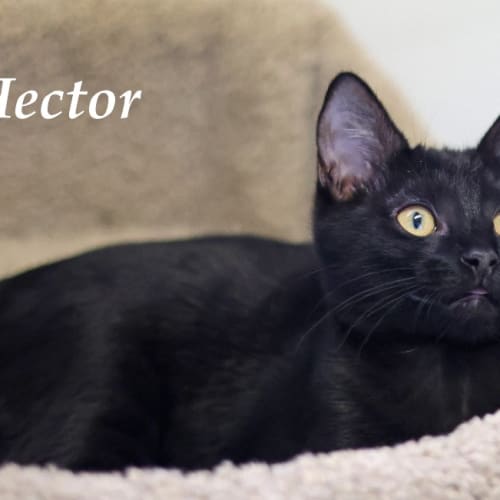Hector