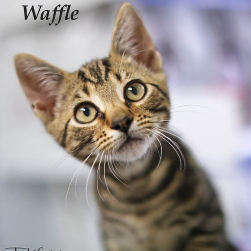 Waffle - Petstock