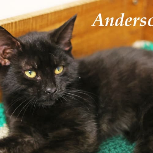Anderson