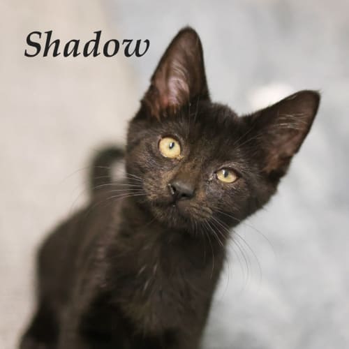 Shadow
