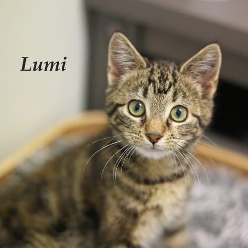 Lumi - Petstock