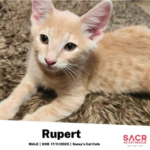 Rupert
