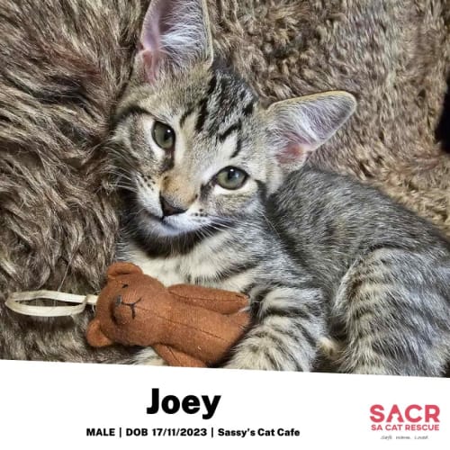 Joey