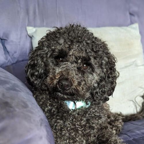 Daisy
