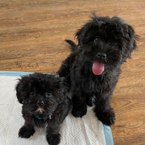 Charlie and Mighty Mite (available separately)