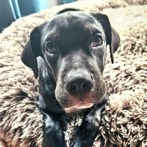 Beau