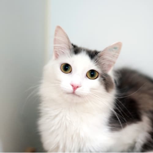 Greta
