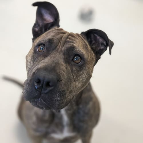 🌩Storm C04766 🌩