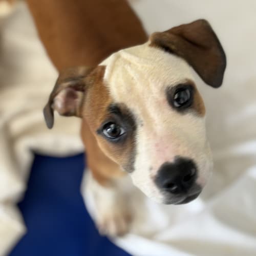 Obi