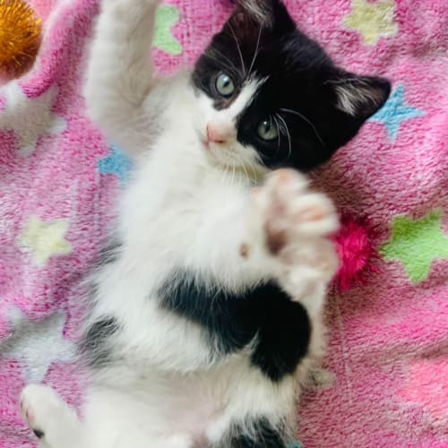 Jujubee 🐝🐝🐝