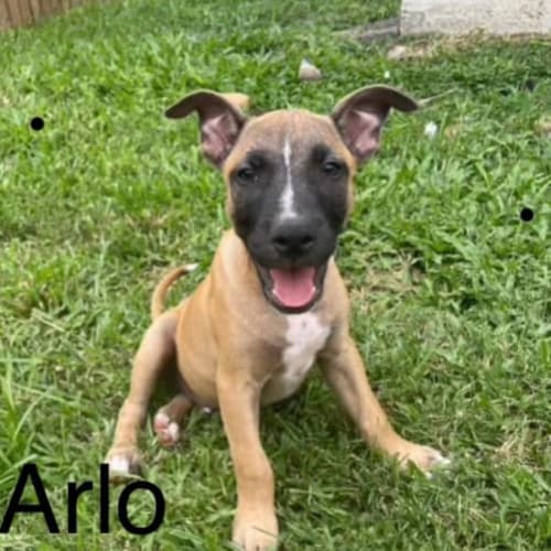 Arlo