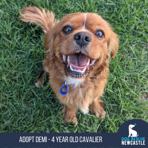 Demi - 4 Year Old Cavalier (Trial)