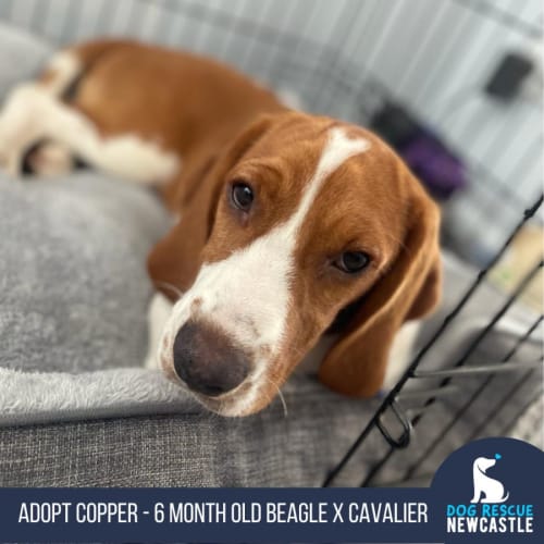 Copper - 6 Month Old Beaglier