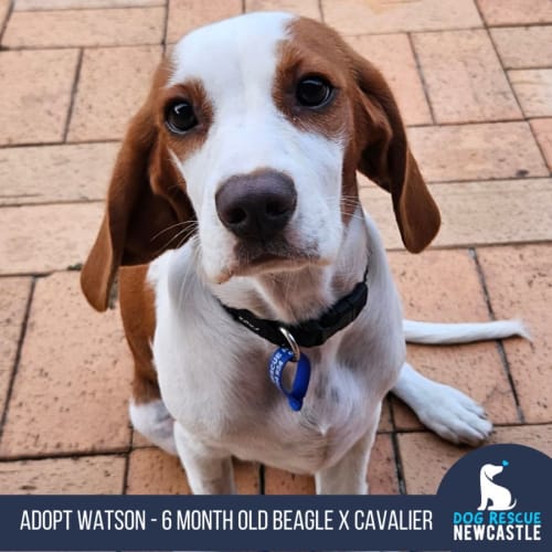 Watson - 6 Month Old Beaglier