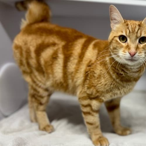 Puss In Boots