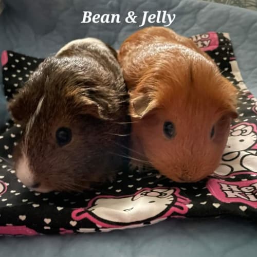 Jelly & Bean