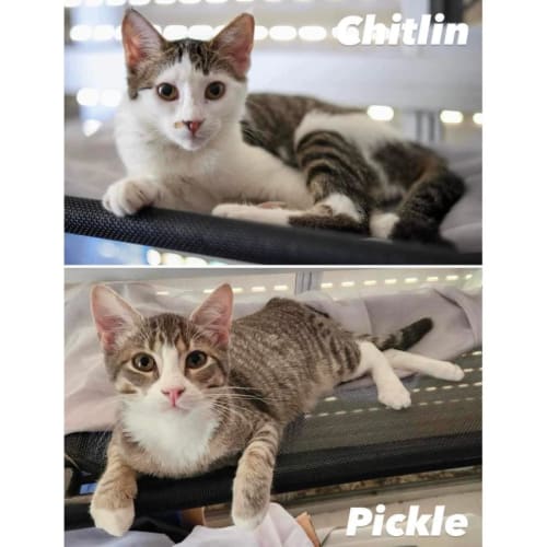 9908/10 - Chitlin & Pickle