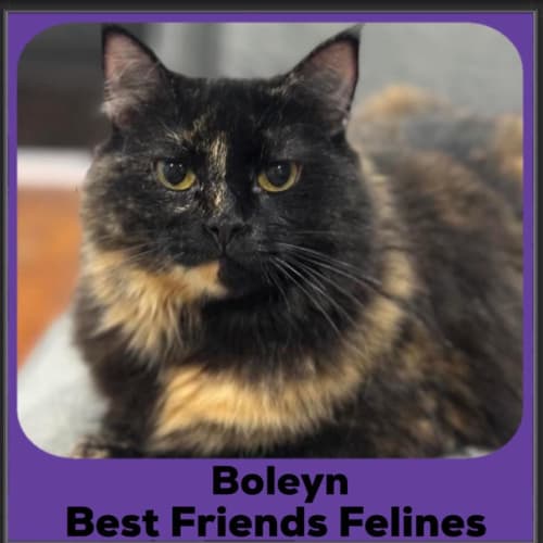 Boleyn
