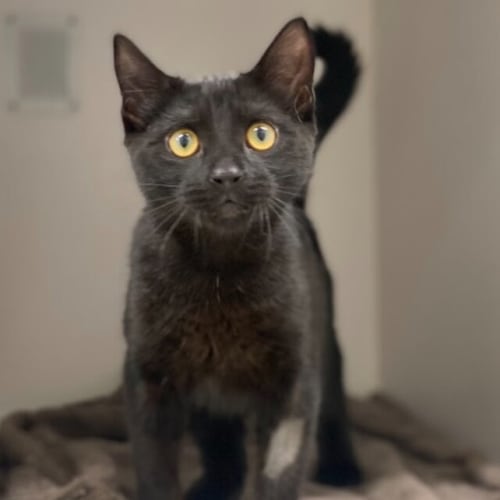 Mr Meowgi