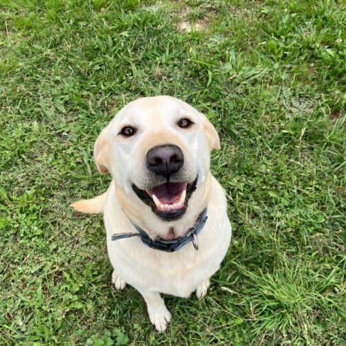 Archie