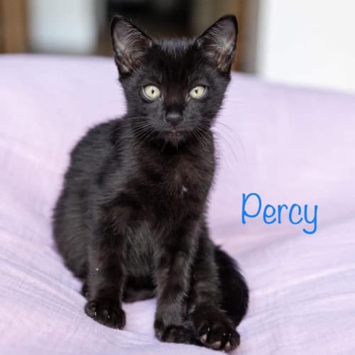 Percy