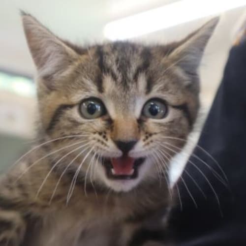 Peanut