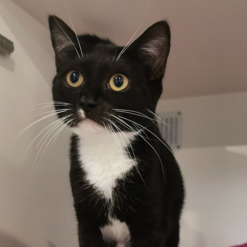 Nova