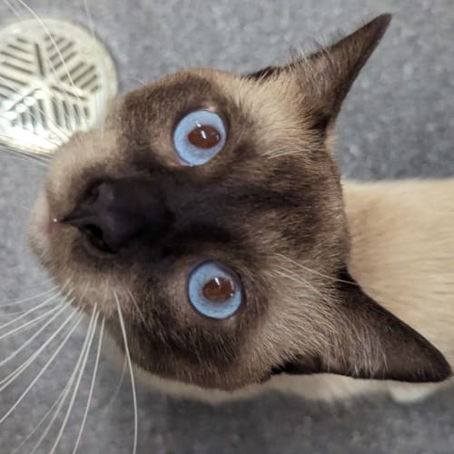 Purr Bond