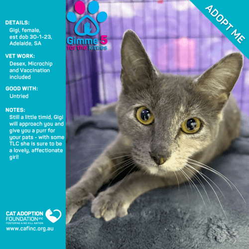 Gigi Just $39 Limited Time!