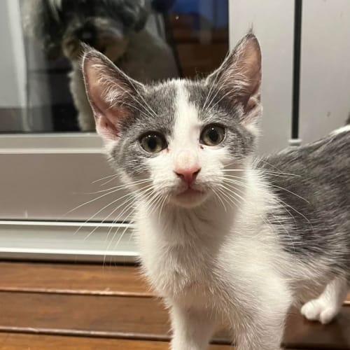 Penelope - Located in Eltham North