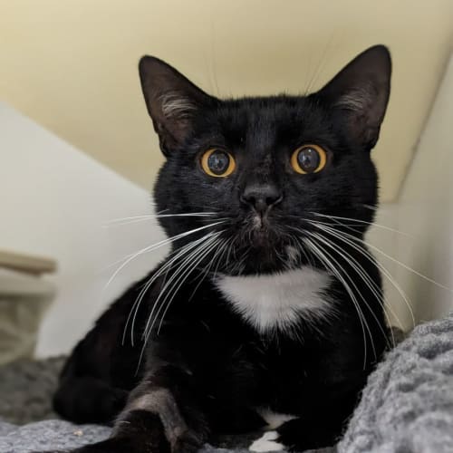 🦸‍♂️ Pedro Pspscal F02779 🦸‍♂️