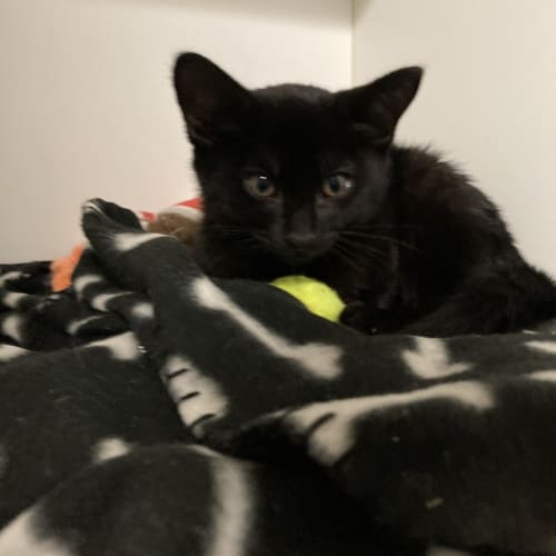 Tiny Teddy