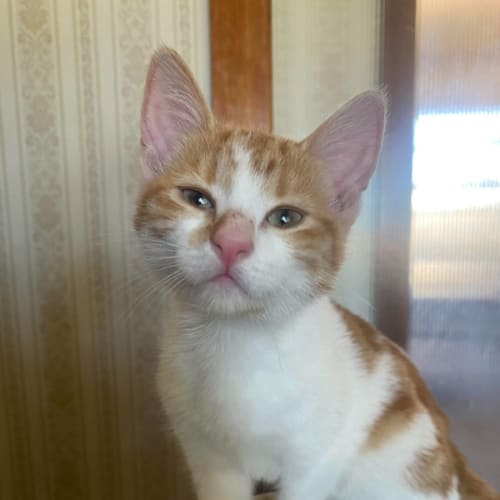 Cheddar
