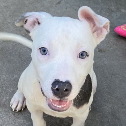 Milo