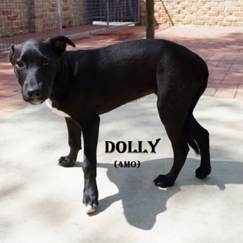 Dolly