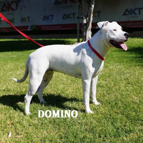 Domino