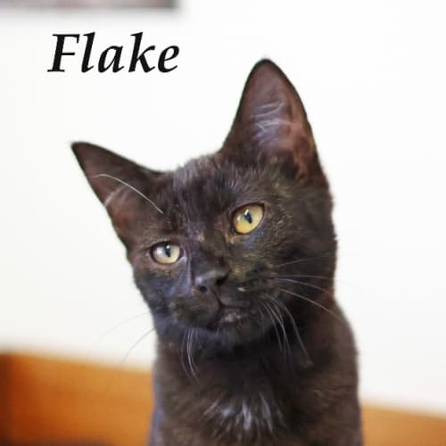 Flake - Petstock