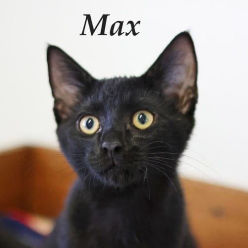 Max - Petstock