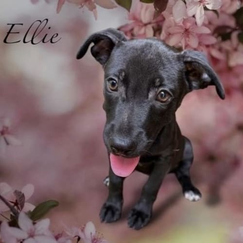 Ellie