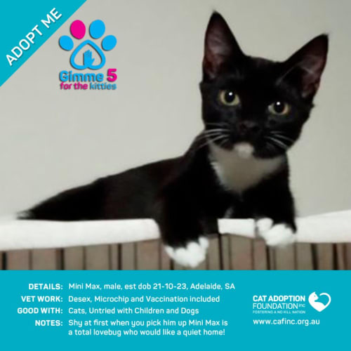 Mini Max Just $50 Limited Time!