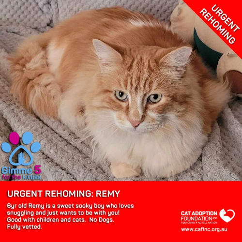 Remy Private Rehoming No Charge!