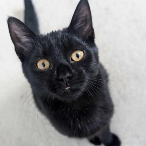 Xord - Located in Melbourne